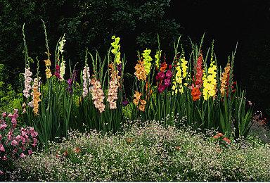 《挖洞鼠米娜》制作人：现在是个游戏都有格挡设计了